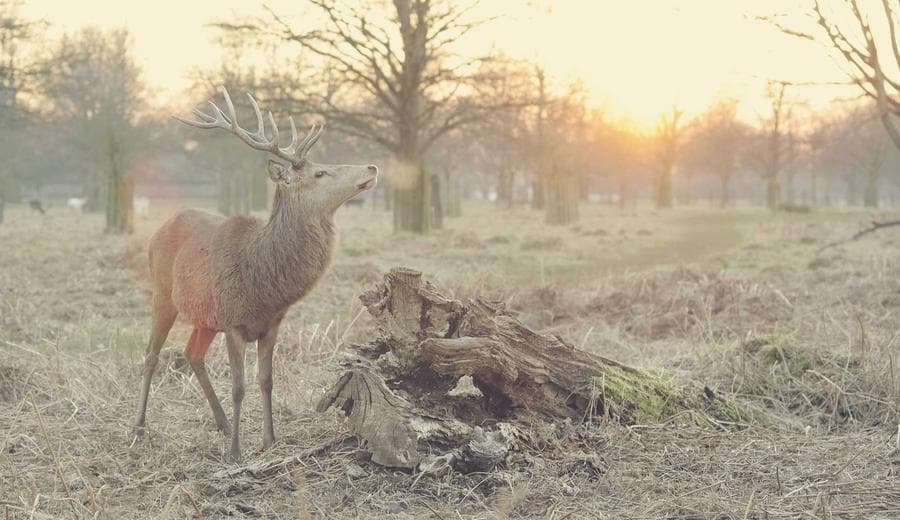Carrington strikes deal for Valon Mortgage, boosting servicing book by 800,000 loans